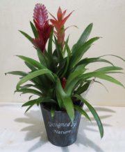 guzmania planter
